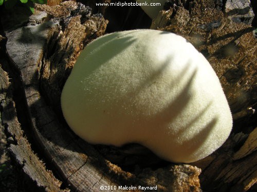 .....Strange "Fungus" in the South of France