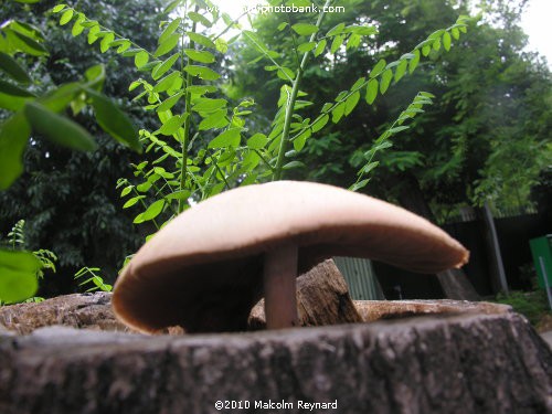 .....Strange "Fungus" in the South of France