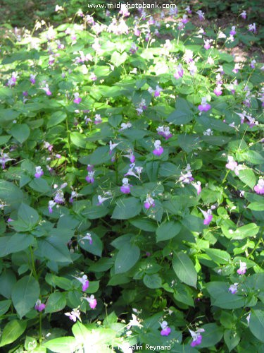 Montagne Noir - Lac de St Denis