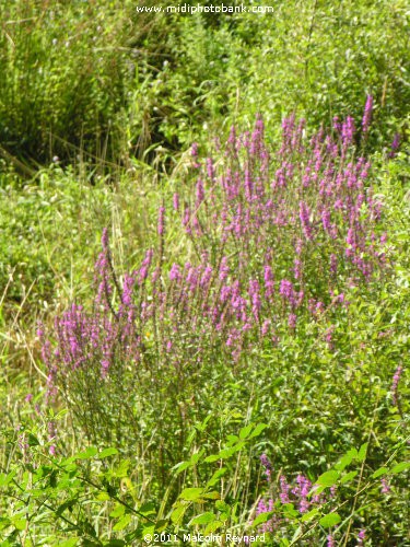 Montagne Noir - Lac de St Denis