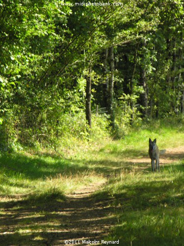 Montagne Noir - Lac de St Denis
