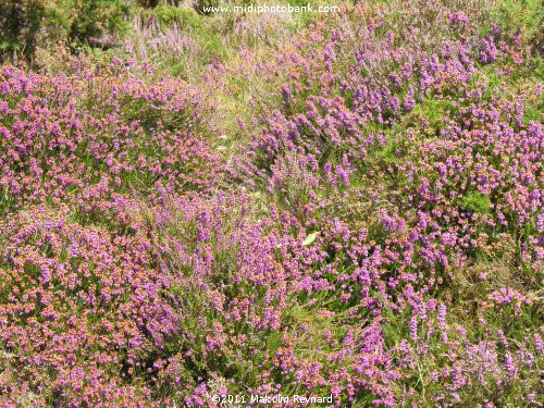 Montagne Noir - Lac de St Denis