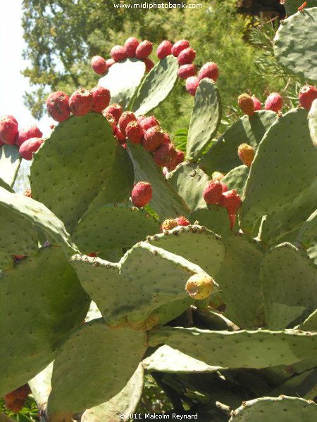 "Prickly Pear" - Roquebrun, Hérault