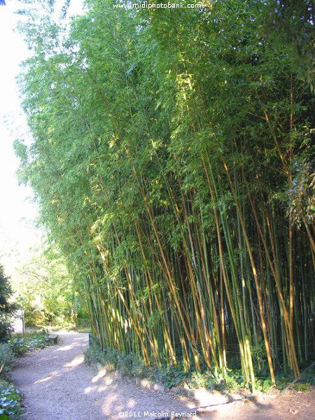 Montpellier - "Jardin des Plantes"