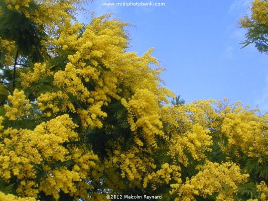 February is the month for Mimosa in the Languedoc Region of France