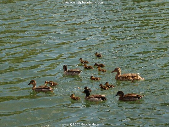Ducks on the Orb river