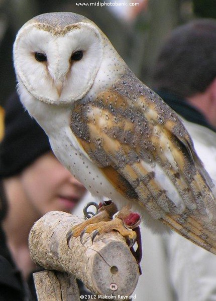 Béziers' Medieval Fête 'Caritats'