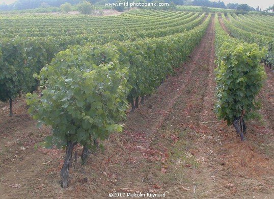 Languedoc Vineyard
