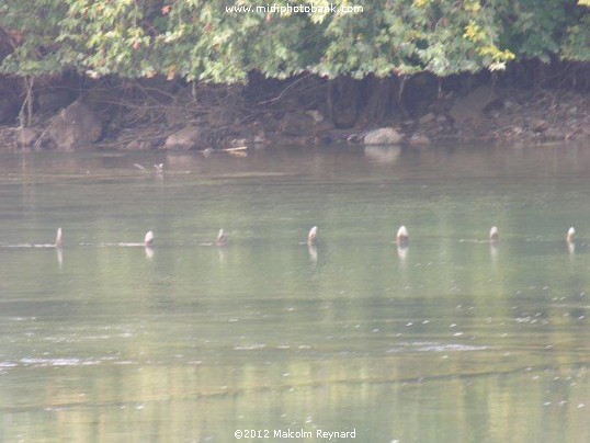 Canal du Midi - The River Orb Crossing
