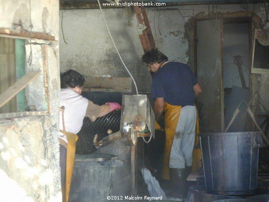  Etang de Thau - Bouzigues