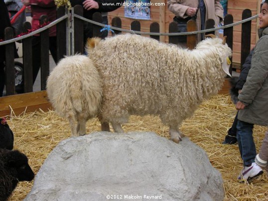 Christmas in Béziers