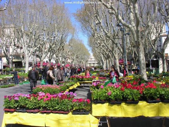 Béziers  - the Friday Flower Market