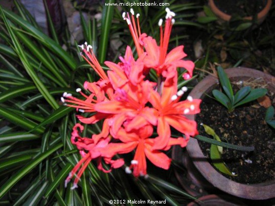 "Nerine sarniensis" - the Guernsey Lily